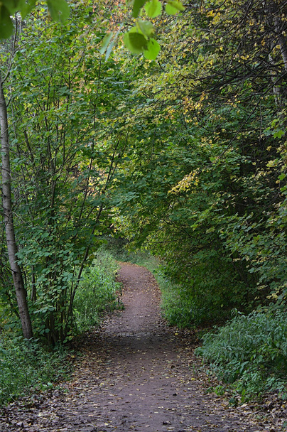the path in the autumn forest park - Fotoğraf, Görsel