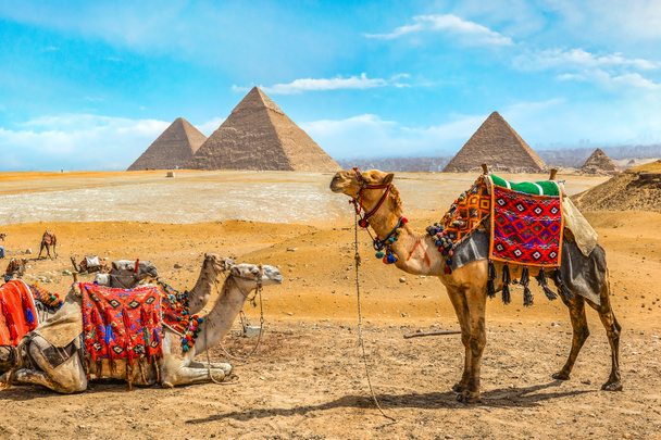 Família de camelos em Giza - Foto, Imagem