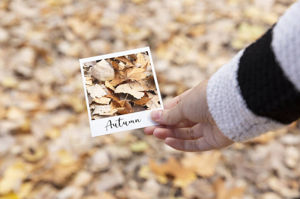 Primo piano di mano che tiene una fotografia di foglie cadute in autunno. - Foto, immagini
