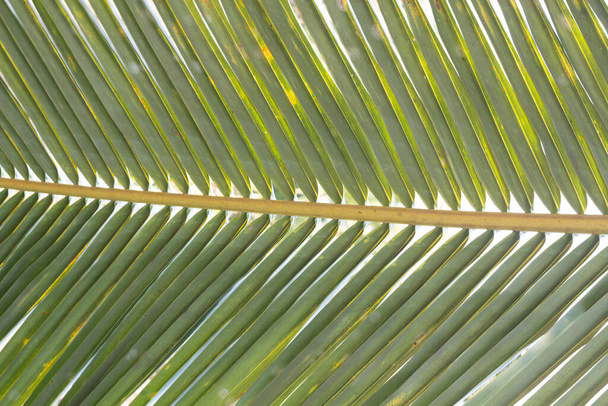 Chiuda foglie di palma da cocco. - Foto, immagini