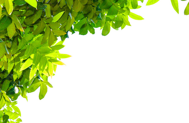 odizolowane liście zielone - Zdjęcie, obraz