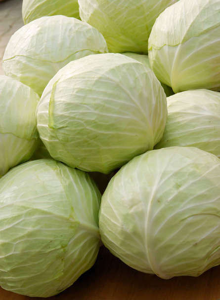 raw,white cabbage as tasty,polular vegetable for cooking or salad - Foto, Imagem
