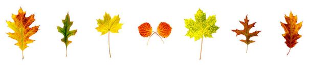разноцветные листья лежат рядом друг с другом на белом фоне - Фото, изображение