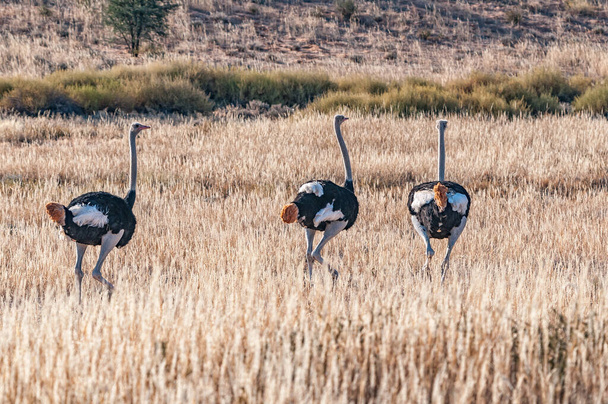 Три страуса, Стратио Камелиус, бегут в траве. - Фото, изображение