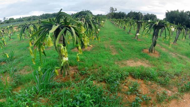 Campo de frutos de dragão ou Paisagem de campo de pitahaya, Um pitaya ou pitahaya é o fruto de várias espécies de cactos indígenas das Américas. - Foto, Imagem