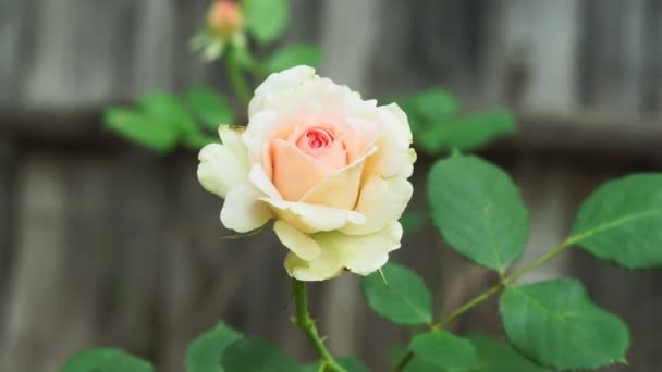 Κήπος αυξήθηκε σε άνθιση από κοντά σε ένα θολό φόντο. Το λευκό τριαντάφυλλο ανθίζει σε ένα θάμνο το καλοκαίρι. Ανθισμένα λουλούδια στον καλοκαιρινό κήπο - Πλάνα, βίντεο