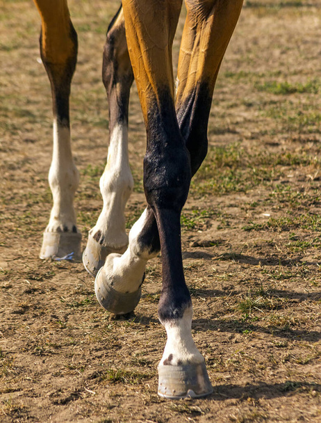 Pferderennen auf dem Sandweg. - Foto, Bild