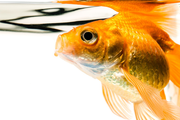 Goldfish  - Photo, Image