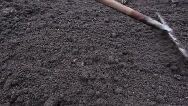 Jardinero usando rastrillo de suelo de jardín para romper el suelo y sacar cualquier materia vegetal antes de plantar semillas - Imágenes, Vídeo