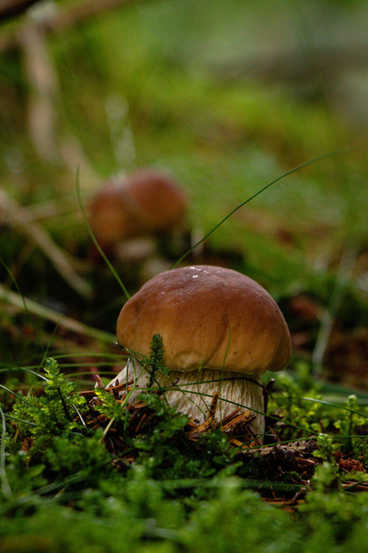 Tiny Xerocomus subtomentosus overgrown with grass is looking for a way to the light. Yellow-cracked bolete grows in beautiful moss. Suede hurts in the dark forest. - Photo, Image