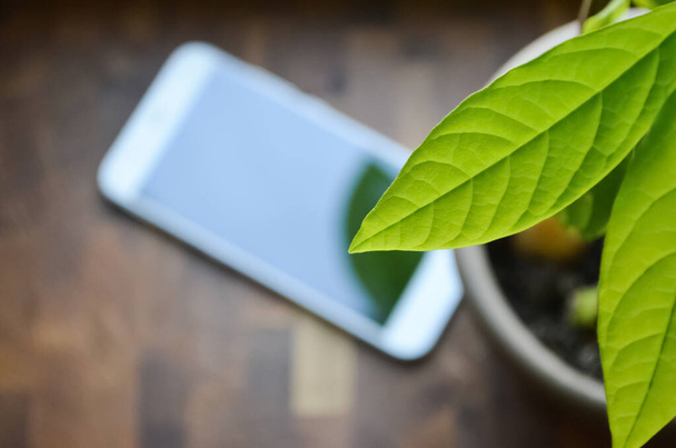 Κοντινό πλάνο πράσινα φύλλα του φυτού στο σπίτι σε ένα θολό φόντο του smartphone σε ένα ξύλινο τραπέζι με χώρο αντίγραφο. Μακρό πλάνο πράσινων φύλλων φυτού σε μια κατσαρόλα. Online αρχική ιδέα. - Φωτογραφία, εικόνα