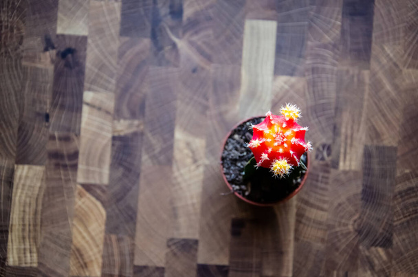 Close-up colorful cactus Gymnocalycium on the wooden background. Colorful Chin cactus flower. Orange cacti in small pot placed on a wooden table. Home plant Home plant top view. - Photo, Image