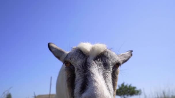 Cabra doméstica atada en el prado. Cabra estira su cabeza a la cámara y olfatea - Metraje, vídeo