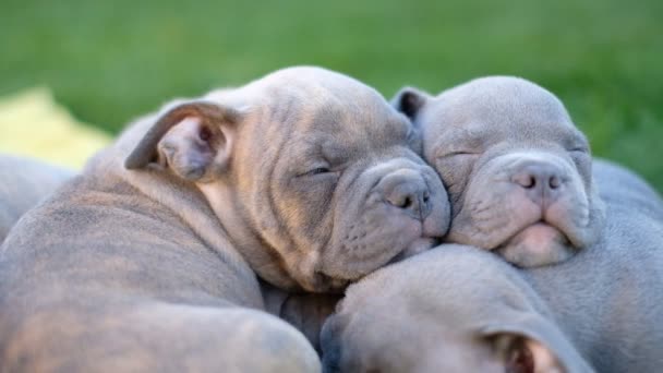 Crescere cuccioli bulli americani. Dormire nel cortile sull'erba di diversi cuccioli di bulli carino e piccolo blu. - Filmati, video