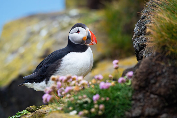 Atlantic puffin sitting on rocks in summer Iceland. - Photo, Image