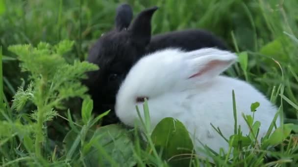 Білий кролик на траві, кролик, Великдень
 - Кадри, відео
