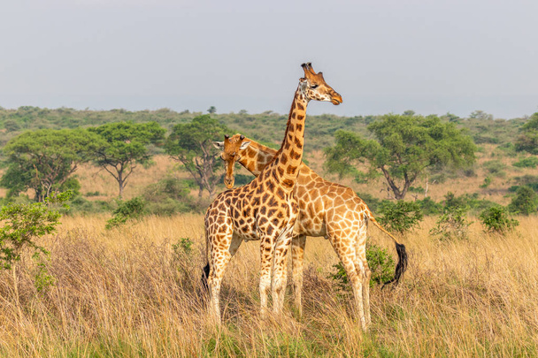 Dos jirafas macho (Giraffa camelopardalis rothschildi) peleando entre sí, esta es la parte de un baile de dos jirafas,, Parque Nacional Murchison Falls, Uganda. - Foto, Imagen