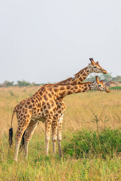 Two male giraffes (Giraffa camelopardalis rothschildi) fighting each other, this is the part of a dance of two giraffes,, Murchison Falls National Park, Uganda. - Фото, изображение