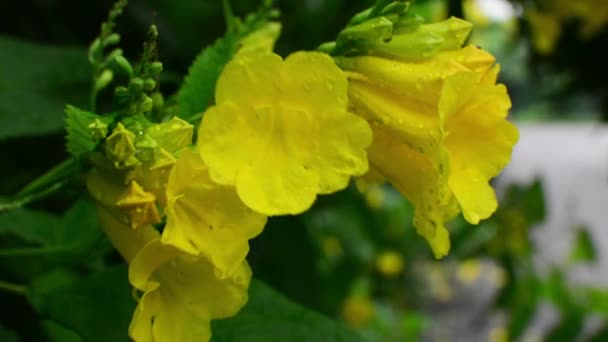 Dísznövény Gyömbér-Thomas sárga virág - Felvétel, videó