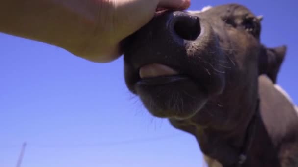 Menschliche Hand berührt Nase von lustigem Kalb. Landwirtschaft und Viehzucht - Filmmaterial, Video