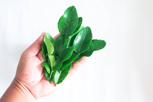 Hand holding Fresh Green Kaffir Lime Leaves isolated on White Background, ingradient for Asia's food. - Photo, Image
