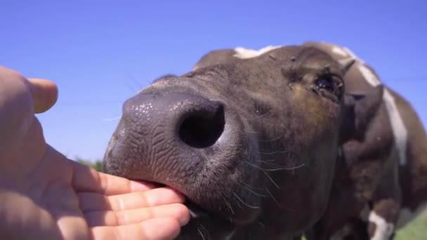 男の手を舐める子牛のクローズアップ。畜産業 - 映像、動画