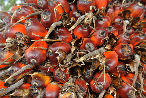 Vista ravvicinata della frutta con olio di palma. Il frutto era maturo e raccolto.   - Foto, immagini