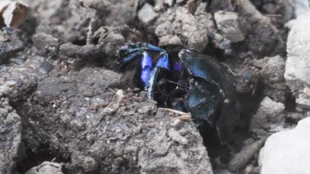 Bok böceği, Geotrupidae, böcekler, Coleoptera, dünya sıkıcı bok böcekleri., - Video, Çekim