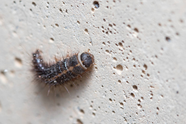 Anthrenus verbasci larvae climbs a concrete wall on a sunny day - Photo, Image