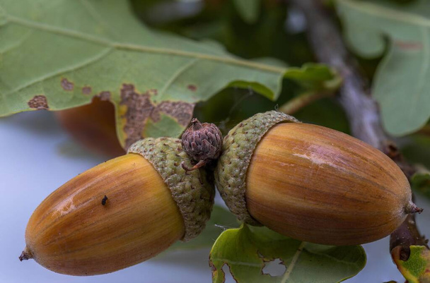 Close up view of green oak twig with brown acorns isolated. Beautiful nature backgrounds.  - Photo, Image