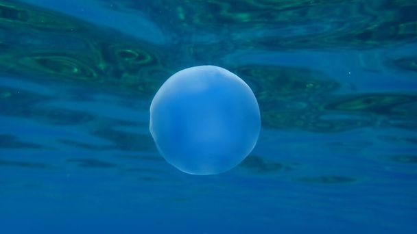 Медуза-баррель (Rhizostoma pulmo), медуза-мусорка или медуза с морским ртом, Эгейское море, Греция, Халкидики - Фото, изображение