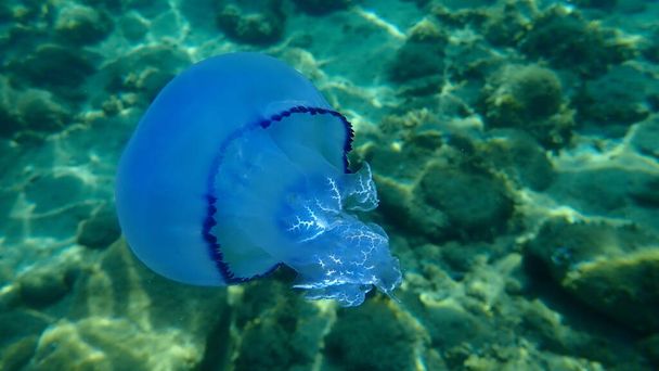 Hordós medúza (Rhizostoma pulmo), szemetes medúza vagy fodros szájú medúza a tenger alatt, Égei-tenger, Görögország, Halkidiki - Fotó, kép