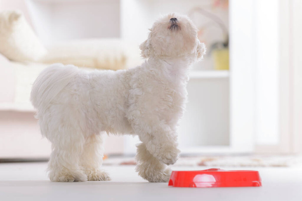 Pieni koira Maltese syö ruokaa kulhosta kotona - Valokuva, kuva