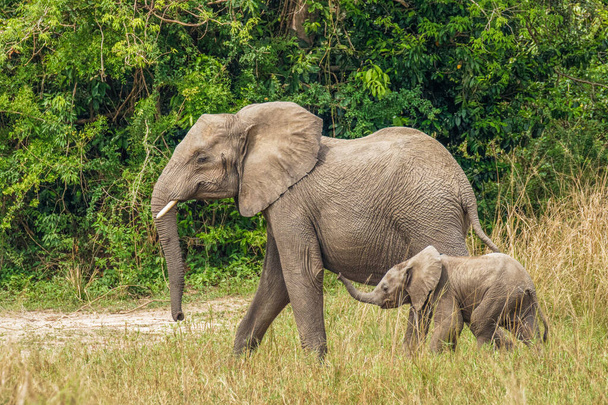 Une éléphante femelle avec son bébé (Loxodonta Africana) marchant, parc national de Murchison Falls, Ouganda. - Photo, image