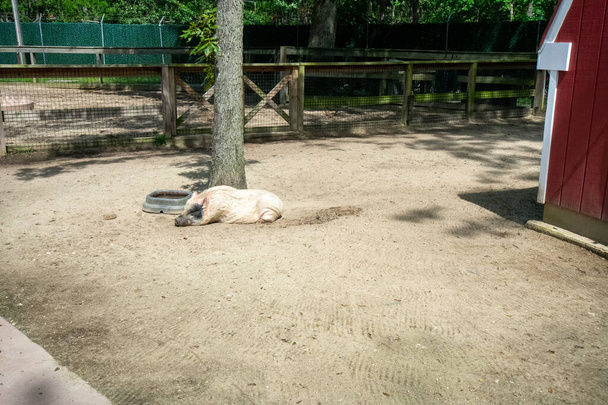 Большая белая свинья, лежащая в клетке зоопарка - Фото, изображение