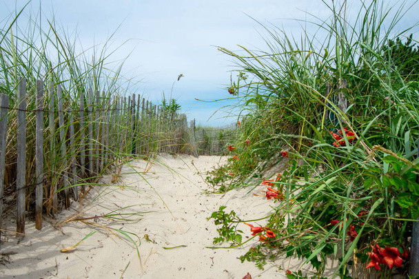 Ein Sandweg am Strand mit altem Holzzaun und überwucherten Pflanzen auf jeder Seite - Foto, Bild