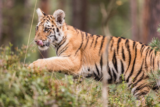 Un tigre Ussuri. Le maître de la taïga. Le Tigre de Sibérie. Portrait d'Usurian Tiger dans un paysage sauvage d'automne dans une journée ensoleillée.. Un jeune tigre dans la faune. - Photo, image