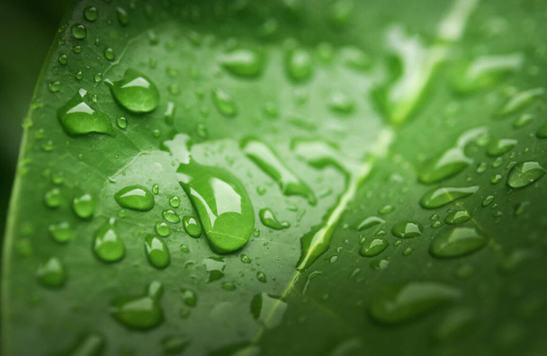 Rain drops on green leaf - Фото, зображення