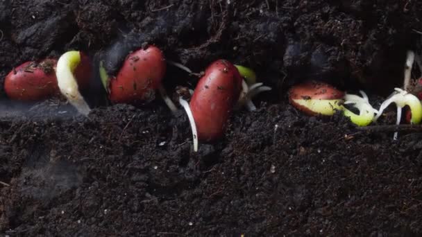 Zemědělský koncept. Semena fazolí vyraší v podzemí. Včasná - Záběry, video