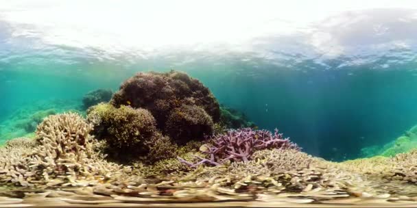 O mundo subaquático de um recife de coral 360VR. - Filmagem, Vídeo