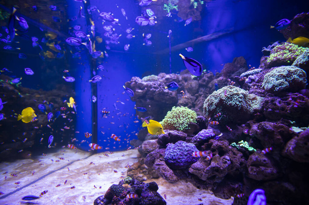 Fische im Aquarium. Ozeanarium.Ozeanfische im Aquarium. Naturschutzkonzept. - Foto, Bild