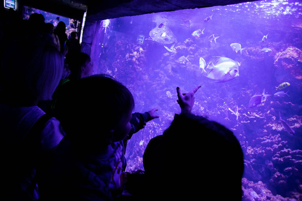 Маленький ребенок наблюдает за рыбой в аквариуме. Океанариум. Океанская рыба в акватории. Концепция охраны природы. Счастливый ребенок - Фото, изображение