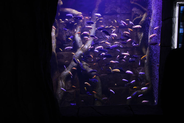 Fish in the aquarium. Oceanarium.Ocean fish in the aquarium. Nature conservation concept. - Foto, immagini