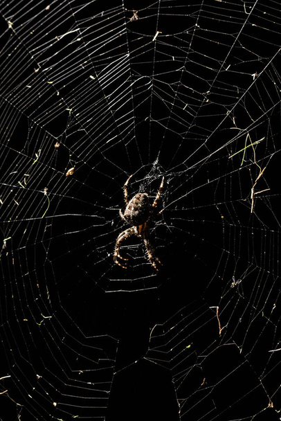 grande aranha assustadora em uma teia de aranha à noite - Foto, Imagem