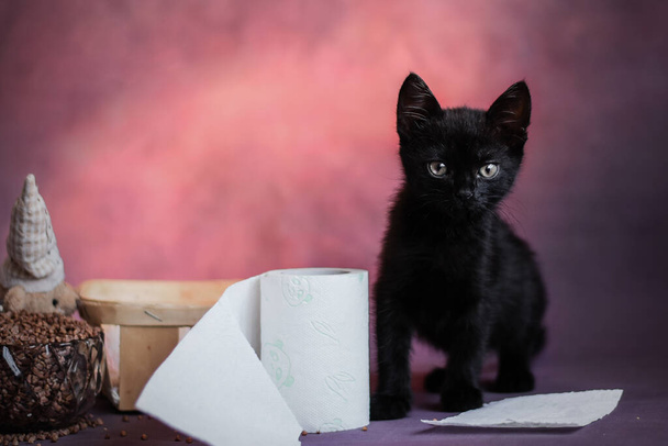 μαύρο γατάκι σε ένα σκοτεινό αφηρημένο φόντο γκρο πλαν με χαρτί υγείας. Απόκριες. - Φωτογραφία, εικόνα