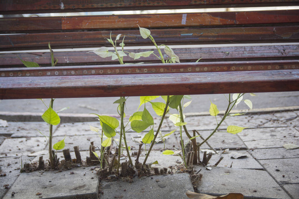 La naturaleza está prosperando durante el bloqueo de Covid-19: Una planta crece a través de un banco de la calle - Foto, imagen
