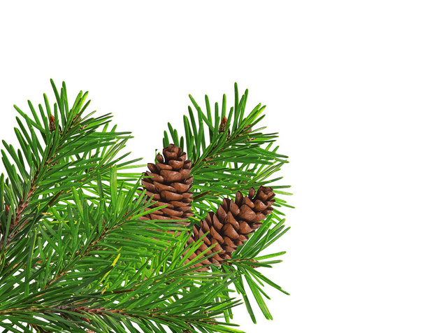 brown cones fir and branch spruce on a white background - Photo, Image