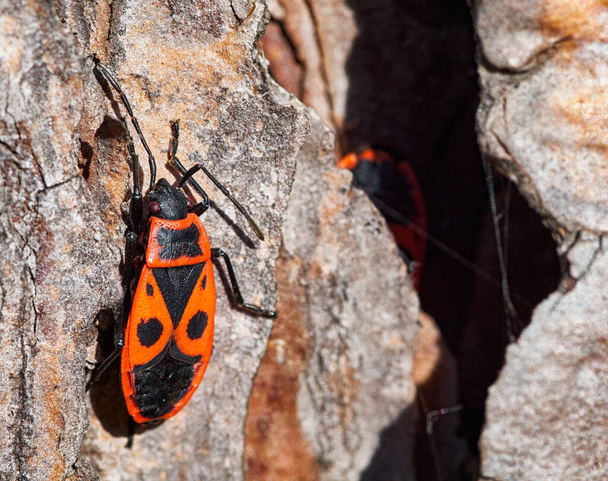 Pyrrhocoris apterus, un insecto común de la familia Pyrrhocoridae, fácilmente reconocible debido a su coloración roja y negra. - Foto, imagen