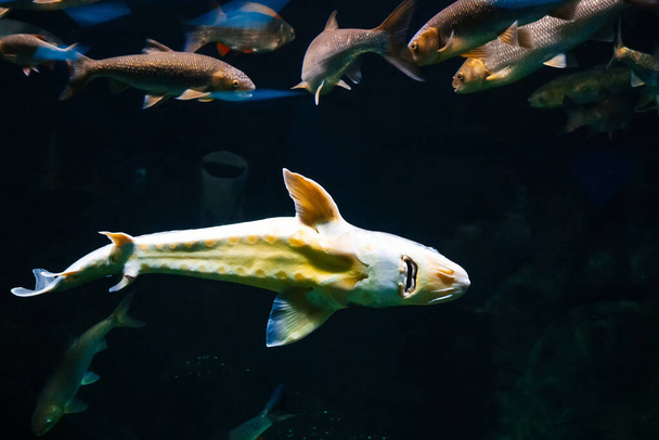 Foto subaquática de The Catfish Silurus Glanis. O maior peixe predador dos lagos e rios europeus. - Foto, Imagem