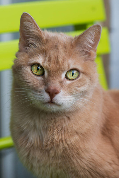 Punainen tabby kissa parvekkeella - Valokuva, kuva